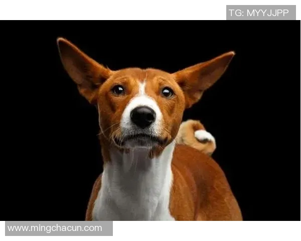 你不知道的曼城：十大冷知识大揭秘